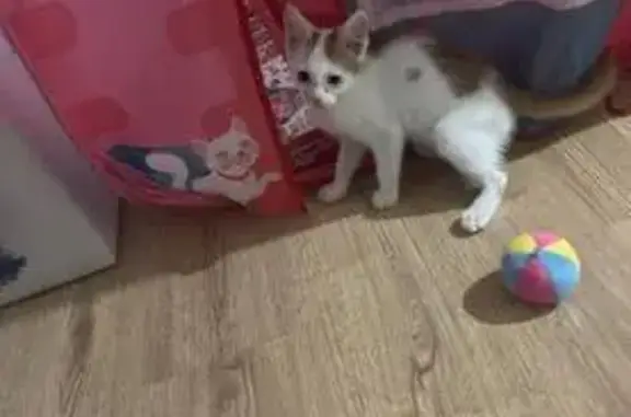 Пропала кошка, ул. Писемского, 89, Волгоград - photo