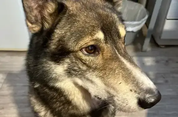 Пропала собака, ул. Новаторов, 4А, Казань - photo