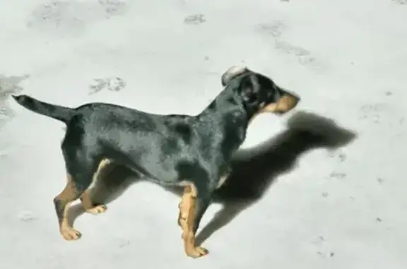 Пропала собака, Клушино 66Н-0314 - photo