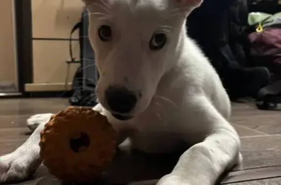 Найдена собака, Саяногорск, фото: Собака найдена в Саяногорске, Хакасия