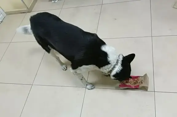 Найдена собака, Калининград, фото: Собака найдена у Сбербанка, Советский пр-т