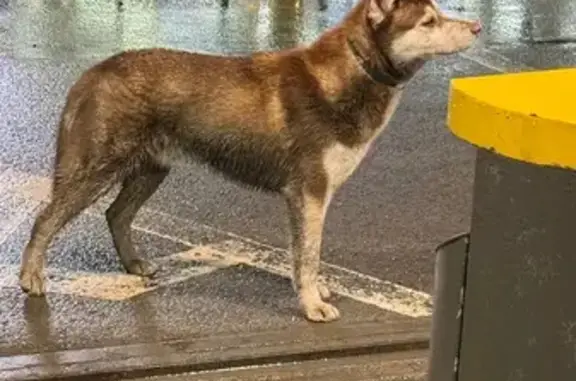 Найдена собака, Ленинское, фото: Найдена хаски, Ленинское поселение