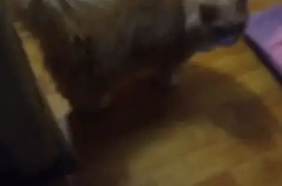 Объявления о пропавших и найденных животных, Кострома, фото: Кошка найдена: мкр.Юбилейный, д.15, Кострома