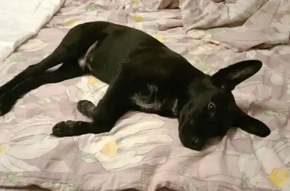 Найдена собака на проспекте 60 лет СССР - photo