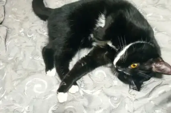 Найдена кошка, Владимир, фото: Кошка найдена, Перекопский городок, Владимир