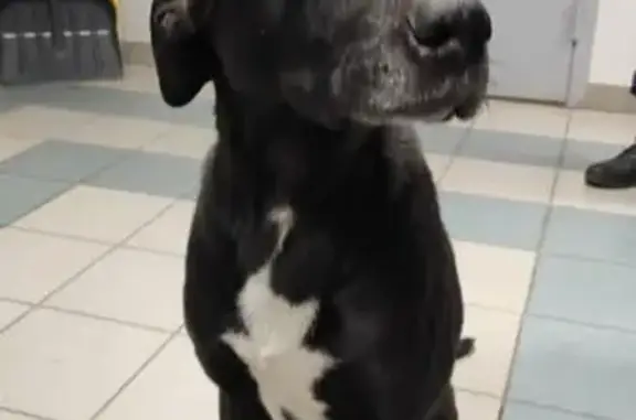 Найдена собака, Серпухов, фото: Найдена собака, посёлок 