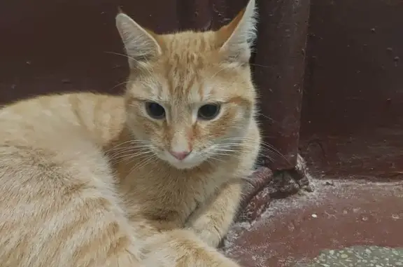 Найдена кошка, Москва, фото: Кошка найдена: Лефортовский Вал, 11