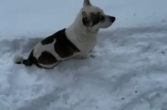 Найдена собака, Пенза, фото: Собака найдена: ул. Вяземского, 19, Пенза