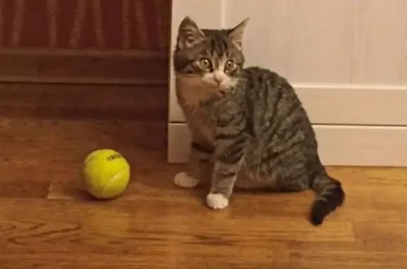 Пропала кошка, А-229, Калининградская обл. - photo