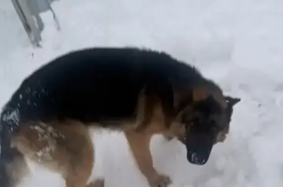 Найдена собака, Бор, фото: Найдена немецкая овчарка, ул. Интернациональная, 77