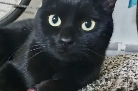 Найдена кошка, Иркутск, фото: Кошка найдена: Маршала Жукова 15, Иркутск