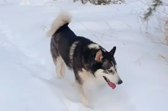 Потерянные животные Челябинск, фото: Пропала собака, Измайловская 40, Челябинск