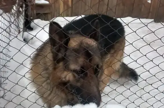 Найдена собака, Троицкий, фото: Найдена овчарка, ул. Мира, 86А, Троицкий