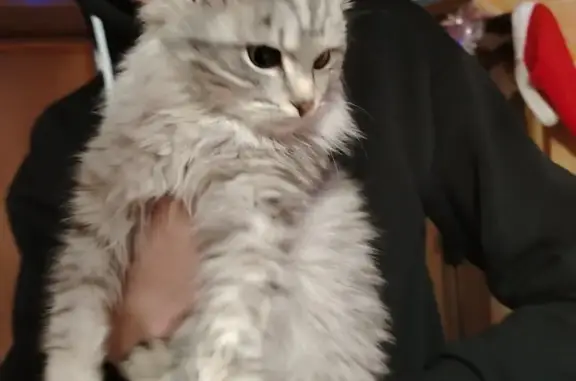 Найдена кошка, Казань, фото: Кошка найдена: Кремлёвская ул., Казань