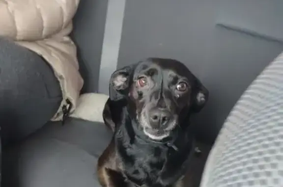 Пропала собака, Благодатная ул. 13, Елабуга - photo