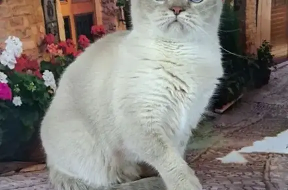 Пропала кошка, Одинцово, 19А - photo