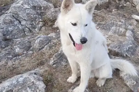 Пропала собака в мкр. Лесной, Иркутск - photo
