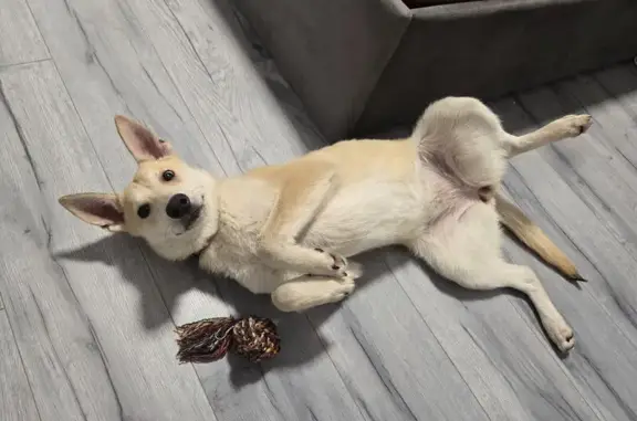 Найдена собака, Подольск, фото: Найдена собака, Юбилейная ул., Подольск