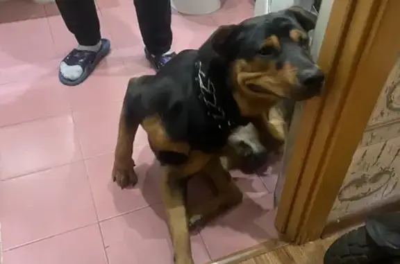 Найдена собака, Иркутск, фото: Собака найдена: ул. Франк-Каменецкого, Иркутск