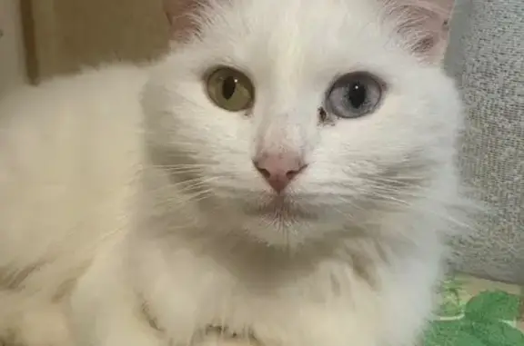 Найдена кошка, Фурманов, фото: Кошка найдена на мосту, Фурманов, Ив. обл.