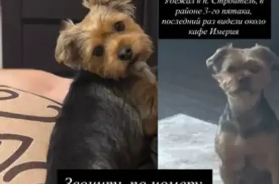 Собаки потеряшки, Тамбов, фото: Потеряшка йорк Велес, район 3-го пятака