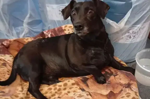 Найдена собака, Челябинск, фото: Найдена собака, Автодорожная ул., Челябинск