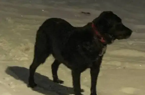 Найдена собака, Леониха, фото: Собака найдена в палисаднике, 104, Леониха