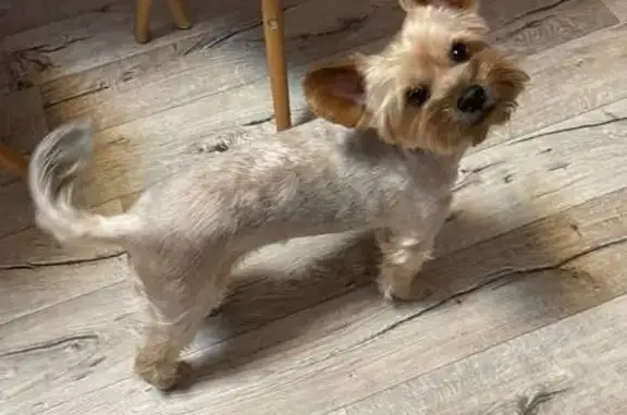 Пропала собака на Прикатунской, 43 в Чемале - photo