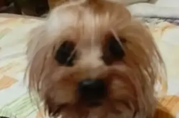 Найдена собака, Новороссийск, фото: Найдена собака, Новороссийск, Краснодарский край