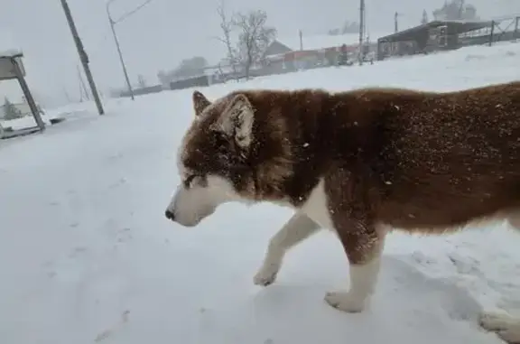 Найдена собака, Теньки, фото: Собака найдена: 2-я Октябрьская ул., Теньки