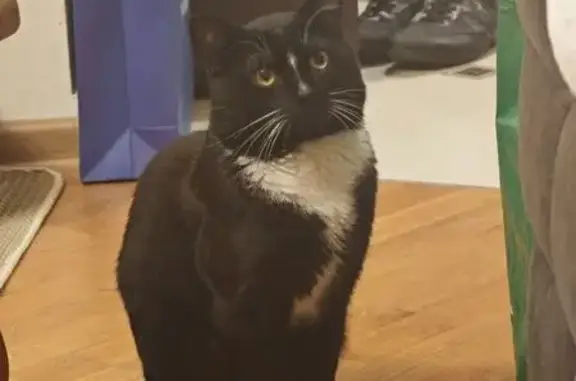 Пропал кот, Парковая ул., 20, Лесной - photo