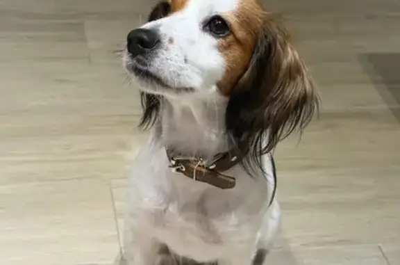 Найдена собака, Сочи, фото: Найдена собака на ул. Коммунаров, Сочи