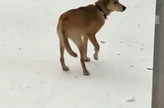 Найдена собака, Екатеринбург, фото: Собака найдена: ул. Бебеля, 120, Екатеринбург