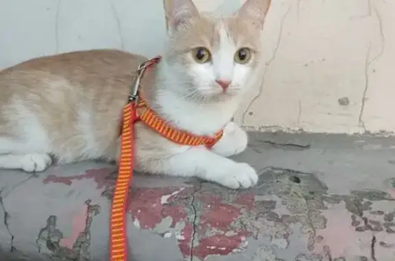 Пропала кошка, ул. Дегтярёва 1, Кемерово - photo