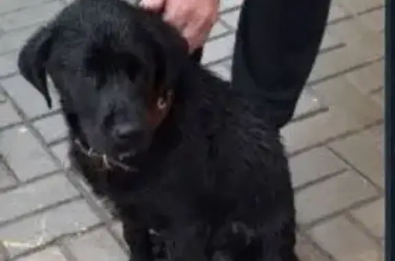 Пропала собака, ул. Дружбы, Саратов - photo