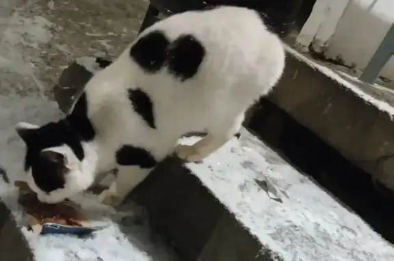 Найдена кошка, Киров, фото: Кошка найдена: Солнечная ул, 31 к2, Киров