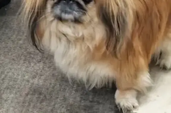 Найдена собака, Челябинск, фото: Собака найдена у аптеки на Марченко 22