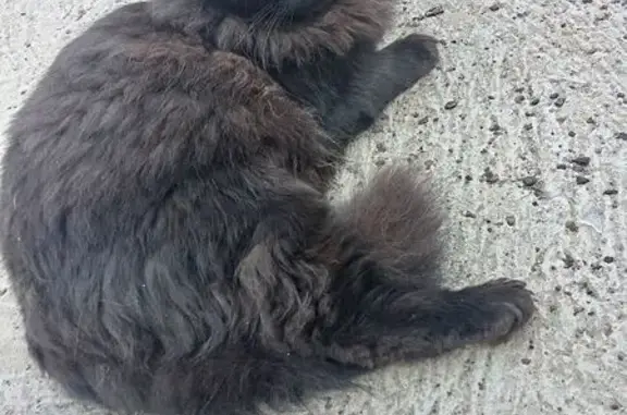 Объявления о пропавших и найденных животных, Омск, фото: Кошка найдена, 50 лет Профсоюзов 61Б, Омск