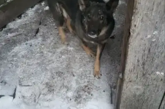 Пропала собака, Боготол, Красноярский край - photo