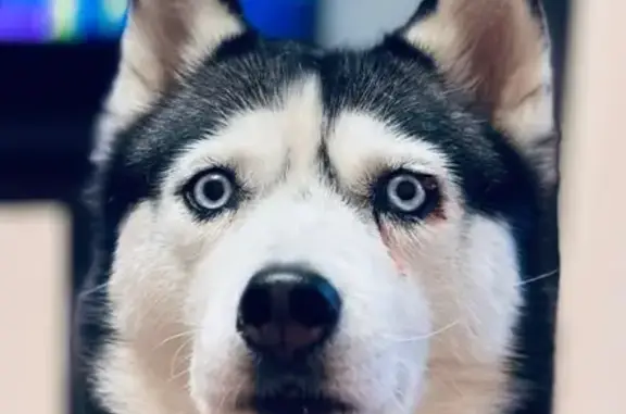 Пропала собака, проезд Полянка, Обнинск - photo