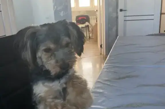 Пропала собака, Магистральное с/п, Омск - photo