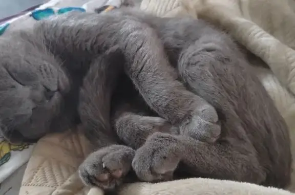 Пропала кошка, Клин, МО - photo