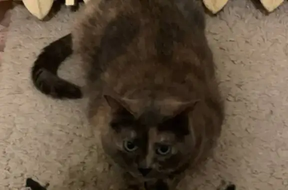 Пропала кошка, ул. Ленина 74, Ставрополь - photo