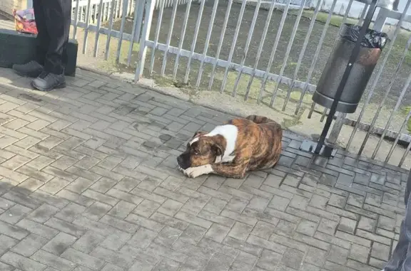 Найдена собака, Краснодар, фото: Собака найдена: ул. Гаврилова, 1/1, Краснодар