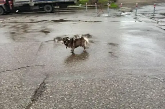 Найдена собака, Краснодар, фото: Собака найдена: Вишняковой 1, Краснодар