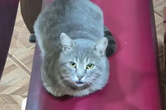 Пропала кошка, Севастопольская ул., Батайск - photo