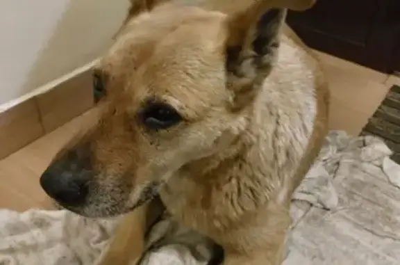 Пропала собака в центре Богородска - photo