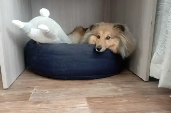 Шелти пропала, Парковый пр., 48, Пермь - photo