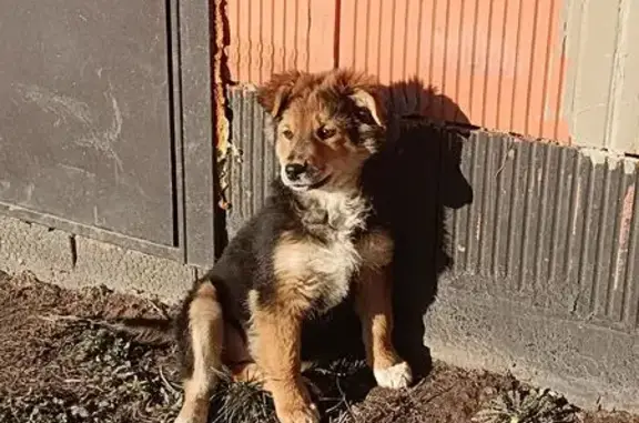 Собаки потеряшки, Бабяково, фото: Потеряшка собака, Лесная 19/2, Бабяково