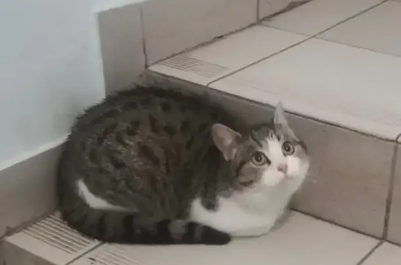 Найдена кошка, Чебоксары, фото: Найдена кошка, ул. Академика Королёва